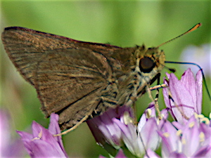 Dun Skipper Butterfly